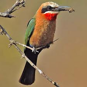 2 bee eater