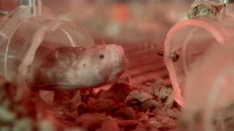 Naked_Mole_Rats