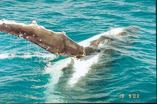 Barnacles on whale