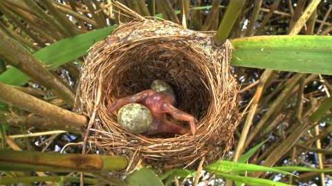 Common_Cuckoo_chick_ejects_eggs_of_Reed_Warbler_out_of_the_nest.David_Attenborough's_opinion
