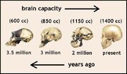 Kate brain evolution