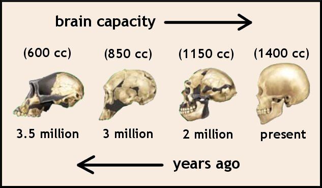 Human Brain Evolution, DragonflyIssuesInEvolution13 Wiki