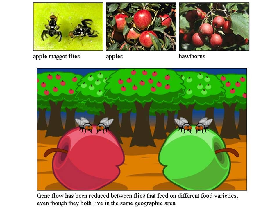 sympatric speciation example animals