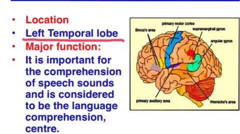 Broca's_area_vs._Wernicke's_area_-_VCE_Psychology