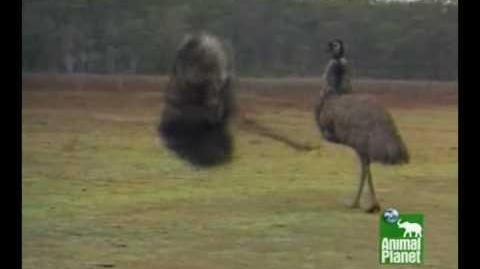 Emus_Dancing