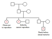 Pedigree Genetic Death Examples