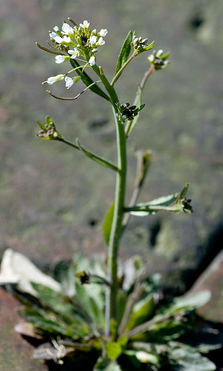 File:Müürlooga (Arabidopsis thaliana) lehekarv (trihhoom) 311 0804.JPG -  Wikipedia