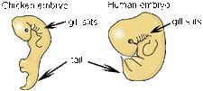 Embryo comparison