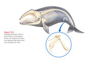 Whale-vestigial-structure.jpg