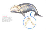 Whale-vestigial-structure