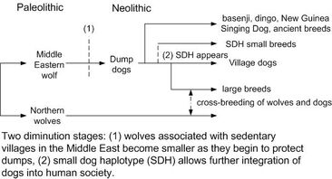 Evolution of dog timeline