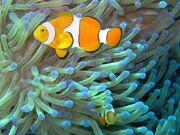 Clownfish mutualism