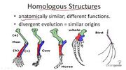 Homologous structures.jpg