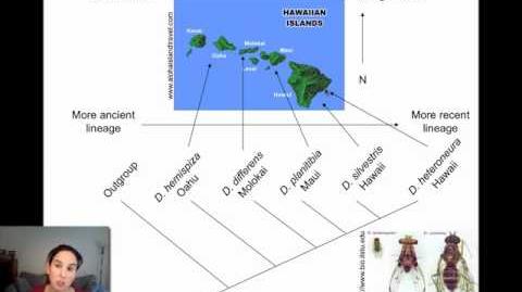 Allopatric Speciation and Dispersal