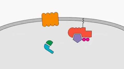 Chemokine Signaling