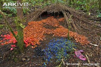 Decorated-bower-of-Vogelkop-bowerbird