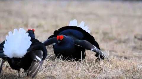 Black Grouse lekking