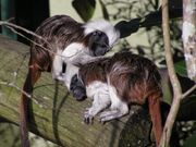 20137906.CottonTopTamarin