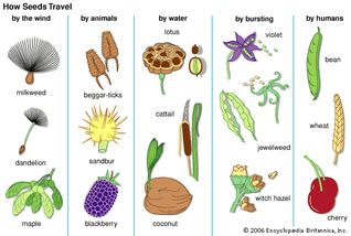 Seed dispersal