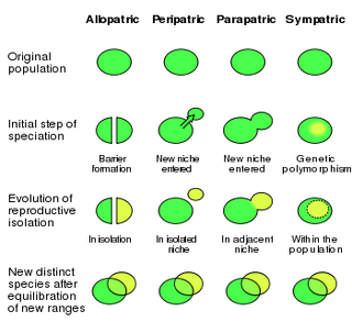 parapatric speciation