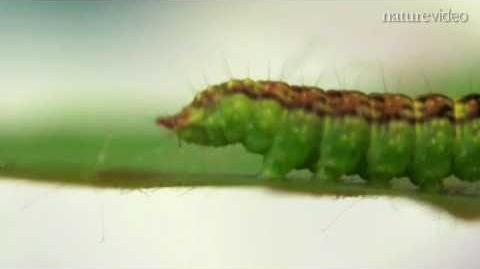 Caterpillar 'talking' from walking by Nature Video