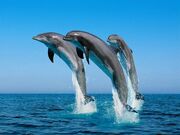 Dolphins-thumb-500x375-58062