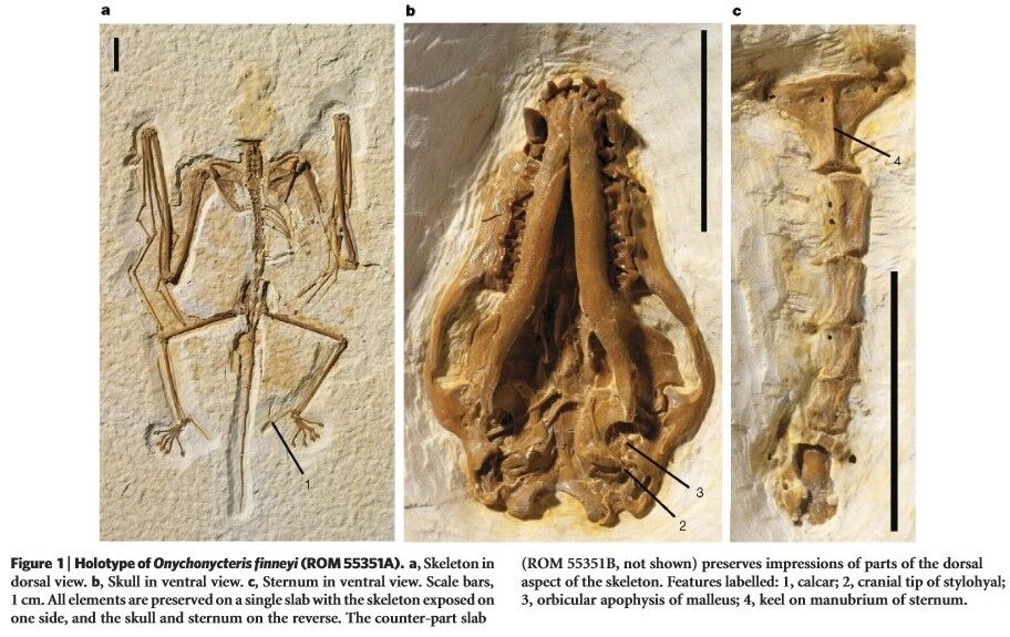 CategoryEvolutionary History of Bats Order Chiroptera