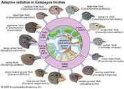 Finches.jpg