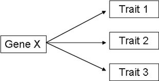 Pleiotropy diagram mid 1