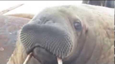 Walruses_close_up