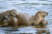 NA River Otter with Pups