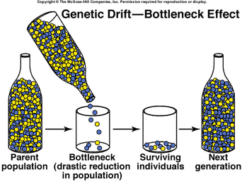 Bottleneck-1-