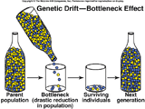 Bottleneck Effect