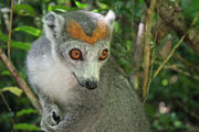 Eulemur coronatus2