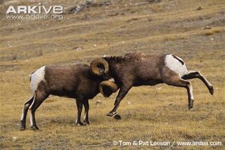 Male-bighorn-sheep-butt-heads-in-competition-for-females