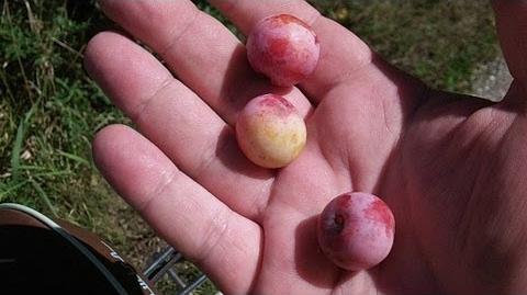 How To Identify Wild Plums Prunus americana Identification