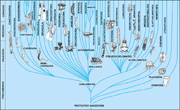 Phylogenymollvschor