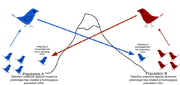 800px-Gene flow final