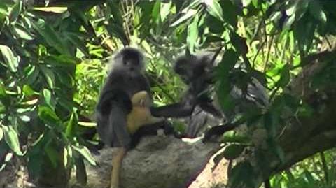 Allo-mothering in primates