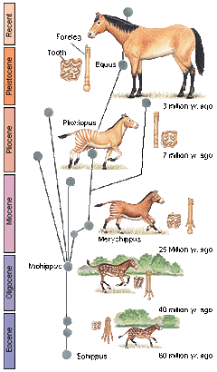 Copes rule horses