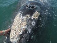 barnacles on whale