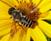 Bee and flower mutualism