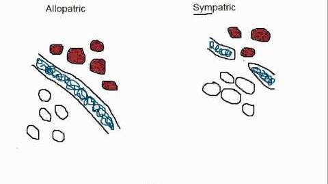 Biology_Allopatric_vs_Sympatric_Speciation