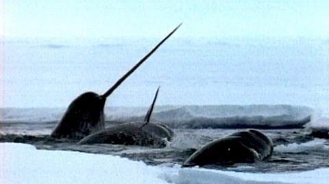 The_Narwhal's_Mysterious_Tusk