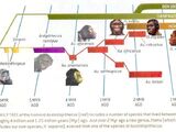 Human Family Tree