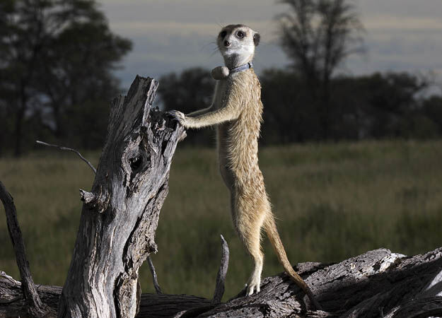 Meerkat manor 6.jpg