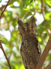 Owl Camouflage