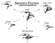 Darwins finches.png