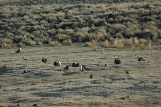 Sage Grouse Lek