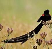 Long-tailed widowbird